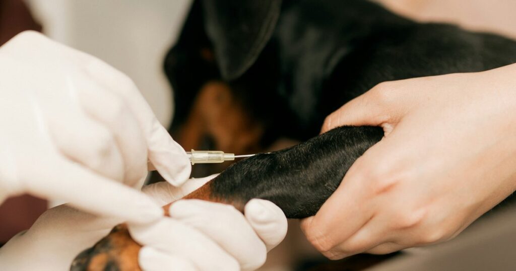 ¿Se puede demandar por la muerte de una mascota? Negligencia veterinaria y daño moral en Chile