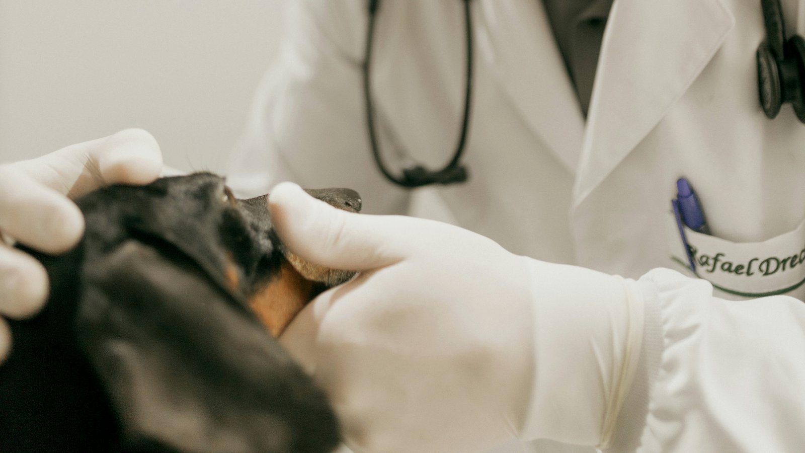 Veterinario examinando a un perro salchicha en consulta — abogado en negligencia veterinaria
